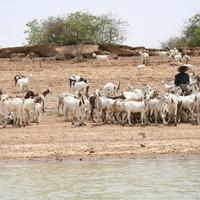 Balancing conservation and commerce supporting case study image
