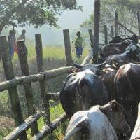 Strategies to reduce animal disease in Africa